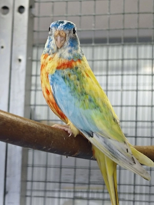 Glanzsittiche Henne Schecke 