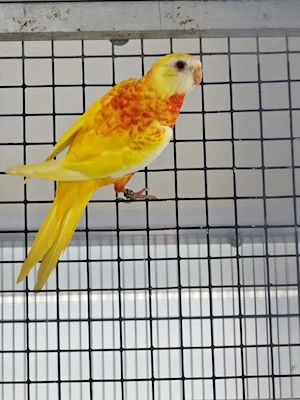 Glanzsittiche rubino Henne 25 