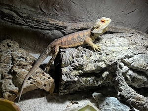 Bartagame sucht ruhiges Zuhause