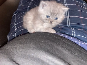 Britisch KH katzenbabbys 