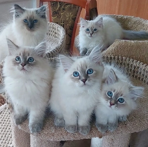 Ragdoll-Kätzchen zu verkaufen