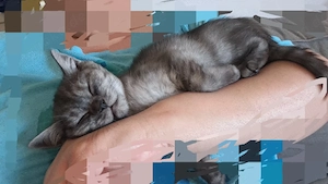 Reinrassige BKH mädchen 12 wochen