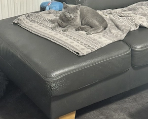     Zwei junge Katzen abzugeben   verspielt & stubenrein (EKH BKH) Bild 5