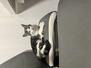     Zwei junge Katzen abzugeben   verspielt & stubenrein (EKH BKH) Bild 4