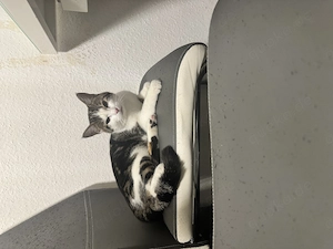     Zwei junge Katzen abzugeben   verspielt & stubenrein (EKH BKH) Bild 6