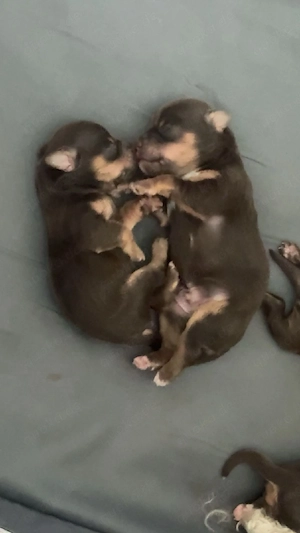 wollknäuel zum verlieben :5 zuckersüße bolonka -shih- tzu welpen " 