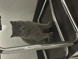     Zwei junge Katzen abzugeben   verspielt & stubenrein (EKH BKH) Bild 3