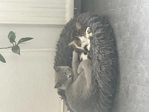    Zwei junge Katzen abzugeben   verspielt & stubenrein (EKH BKH) Bild 2