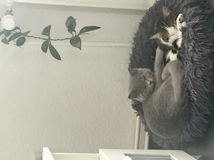     Zwei junge Katzen abzugeben   verspielt & stubenrein (EKH BKH)