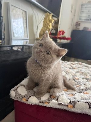 Lilac BKH Kitten (männlich & weiblich) zu vergeben