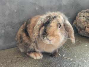 Hübsche Zwergwidder Zwergkaninchen   Bild 2