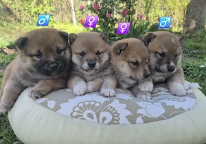  Shiba Inu Welpen,reinrassig (2 Welpen reserviert)