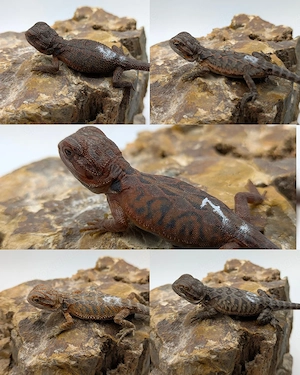 Bartagamen Hypo Translucent Red Leatherback NZ26 