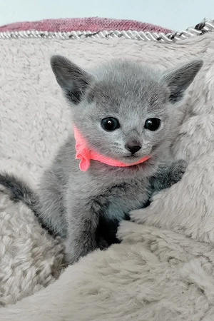 Russian Blue Kätzchen