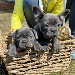Suchen Sie einen gesunden, rassetypischen und liebevoll aufgezogenen Französischen Bulldoggenwelpen
