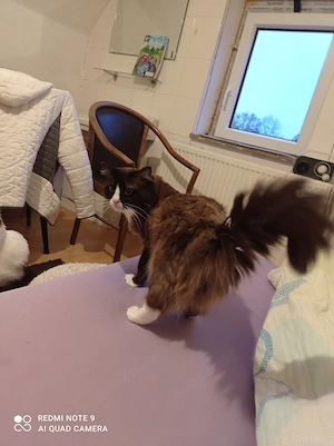 Ragdoll mit Stammbaum 