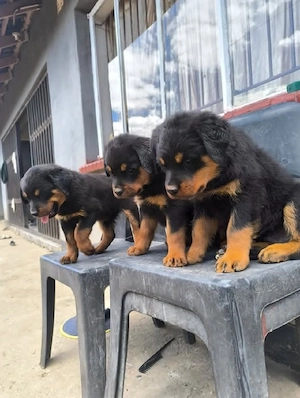 Rottweilerwelpen zu verkaufen.