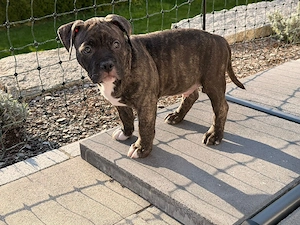American Bully Pocket  10 Wochen  Mit Ahnentafel!! Und Papiere