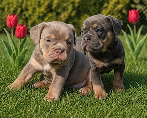 Alternativ Bulldog Welpen