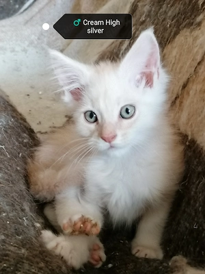 Maine Coon kitten 