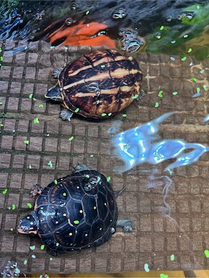 2 Wasserschildkröten ( Clemmys Guttata & Kinosternon Baurii ) 