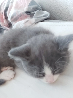 BKH Männchen  Bild 2