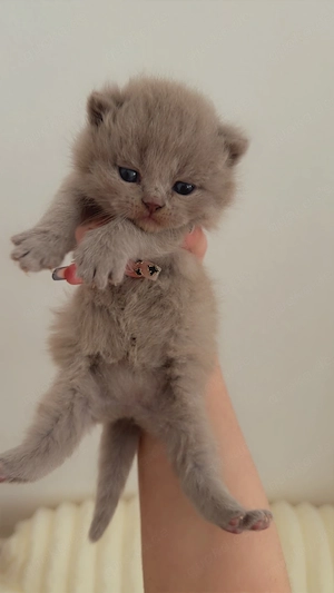 BKH babykatze zum reservieren 