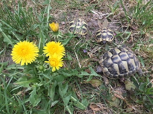 Griechische Landschildkröten