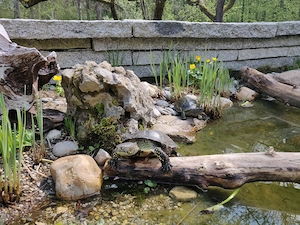 Europäische Sumpfschildkröten (Emys orbicularis) Nachzuchten 2023 2025   behördlich gemeldet