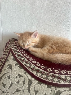     Orangener BKH Kater sucht liebevolles Zuhause