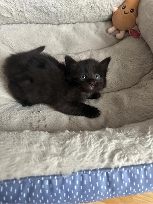 Katzenbabys EKH, ELH