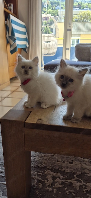 Zwei süße Kitten (Ragdoll-Mix) zu verkaufen 