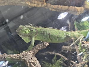Grüner Leguan Iguana Iguana 