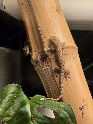 Übergabe Neumünster Jungferngecko Lepidodactylus lugubris 