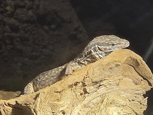 Stachelschwanzwaran Red Acki Baby 