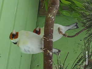 Stieglitz Major Bild 3