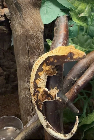 Correlophus ciliatus 0.0.1 