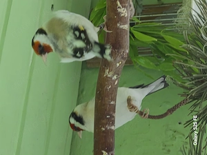 Stieglitz Major Bild 4