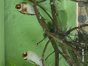 Stieglitz Major Bild 2