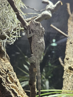 Falsches Chamäleon 1.1