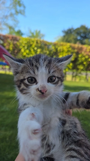 Kleine Katzen auf der Suche nach einem neuen Zuhause 