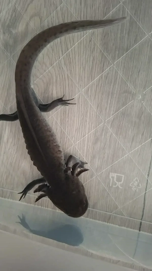 Axolotl Pärchen 22cm groß