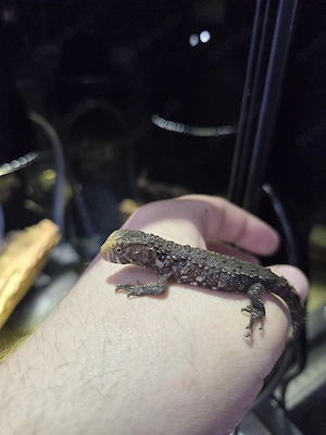 Chinesische Krokodilschwanz Echse 