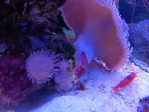 Aquarium Inhalt zu verkaufen