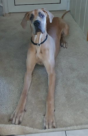 Liebevolle Deutsche Dogge Hündin zu verkaufen!