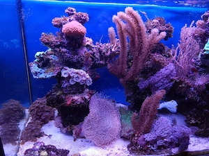 Aquarium Inhalt zu verkaufen