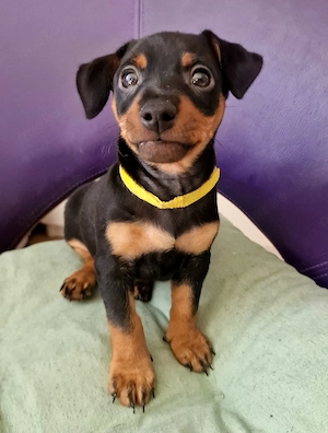Zwergpinscher Welpen (Rüden)   5 kleine Herzensbrecher