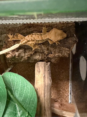 Correlophus ciliatus