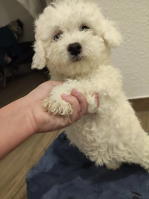    Bichon Frisé Welpen   