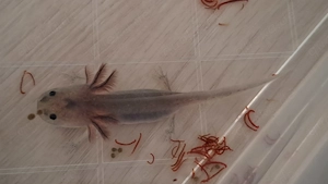 Axolotl Jungtiere 10cm groß
